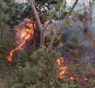 incendies de forêt, mesures de prévention